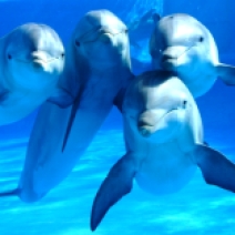 delfines0001